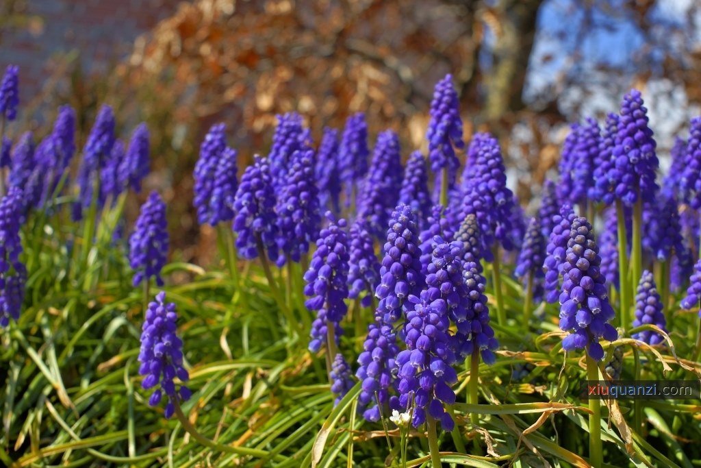 風信子花高清圖片7